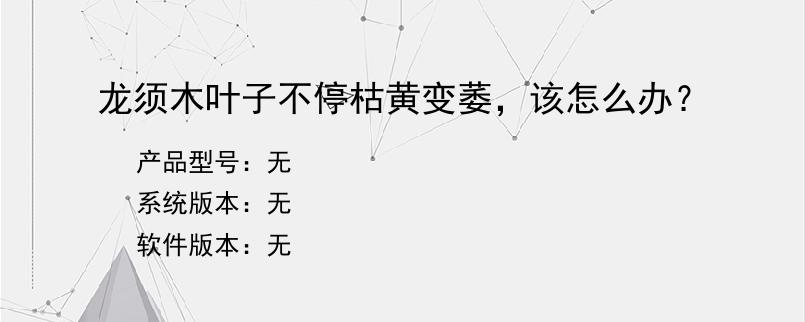 龙须木叶子不停枯黄变萎，该怎么办？