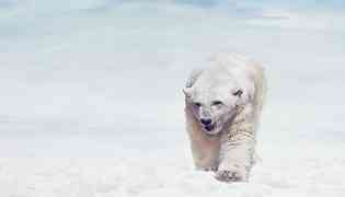 北极熊的皮肤是什么颜色