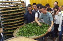 茶学专业
