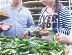 茶学专业