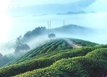 碣滩茶生长环境