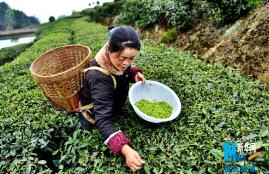 茶叶采摘