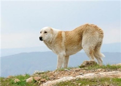 坎高犬