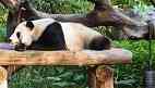 熊猫的生活习性 熊猫的生活习性有哪些