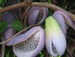 野香蕉