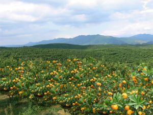 锦屏县龙池万亩果场基地一角