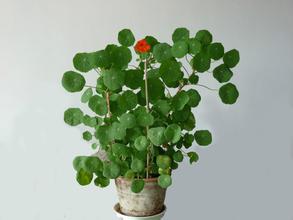 盆栽旱金莲