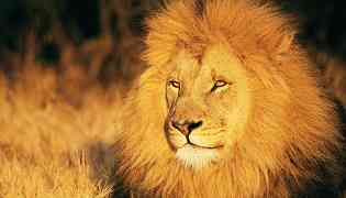 狮群中负责狩猎的是 狮群中负责狩猎的是雌性还是雄性