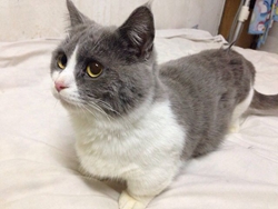 曼基康猫