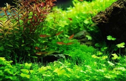 水草