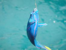 海钓