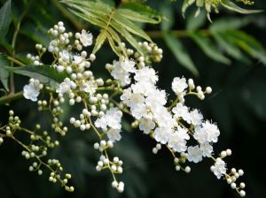 珍珠梅