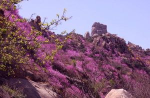 大珠山