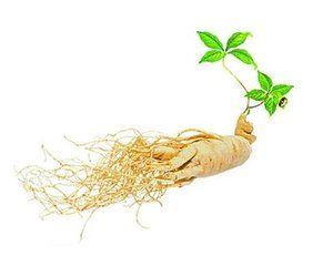 抚顺林下参