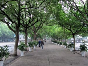 校园小路