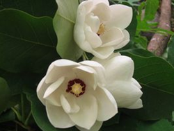 木兰