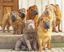 沙皮犬