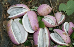 野香蕉