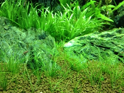 水草