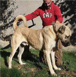 坎高犬