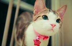 猫咪物语