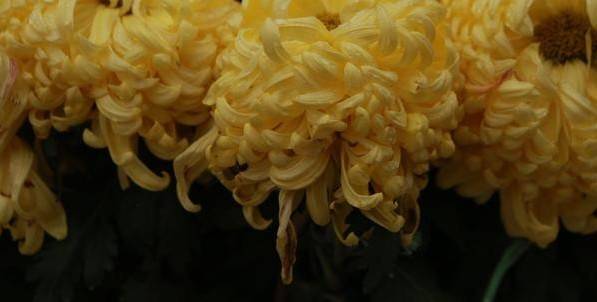 河南18市市花大全！这种花居然同为8个市的市花