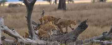 狮群中负责狩猎的是 狮群中负责狩猎的是雌性还是雄性