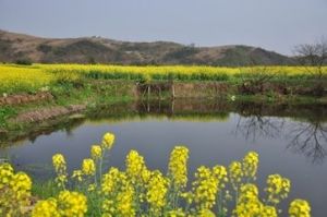 常宁油菜
