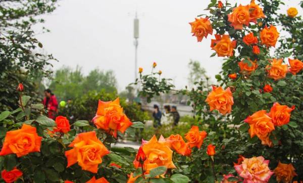河南18市市花大全！这种花居然同为8个市的市花