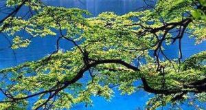九寨沟
