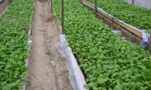 天柱县首次应用蔬菜漂浮育苗技术