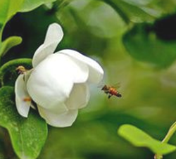 木兰