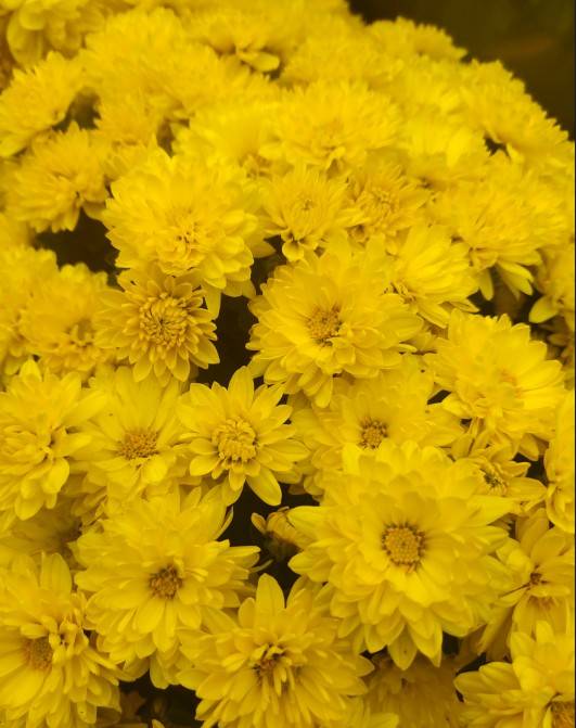 河南18市市花大全！这种花居然同为8个市的市花