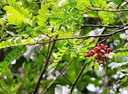 清香木