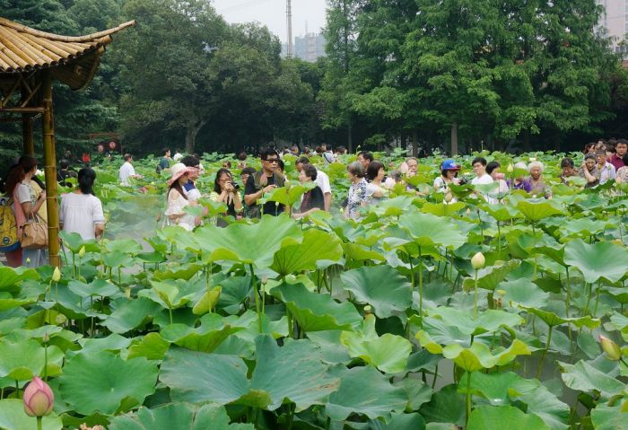 古猗园风光