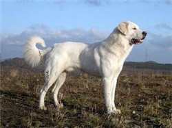 坎高犬
