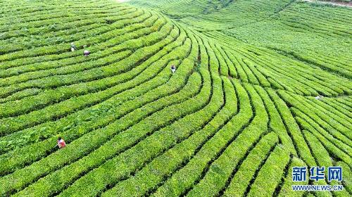 茶山