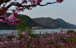 桃花岛