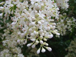 女贞花