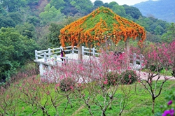 桃花岛