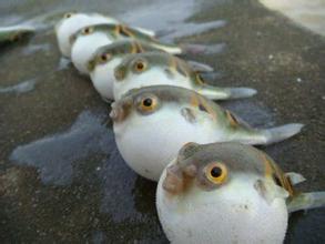 河豚