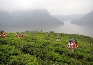 沅陵碣滩茶