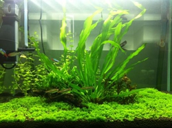 水草