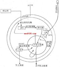 肾上腺髓质