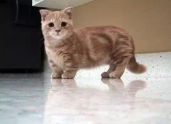 曼基康猫