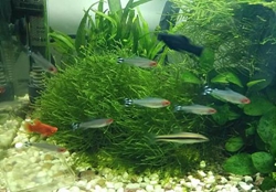 水草