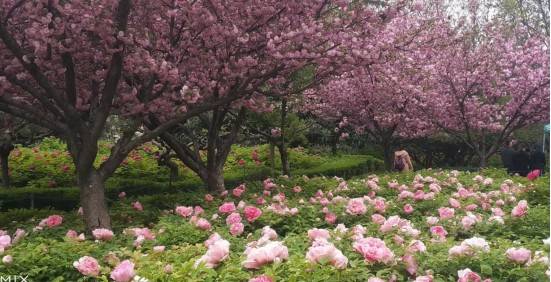 河南18市市花大全！这种花居然同为8个市的市花