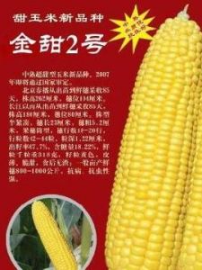 金甜2号