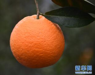 柑橘