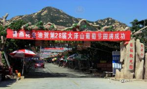 大泽山葡萄